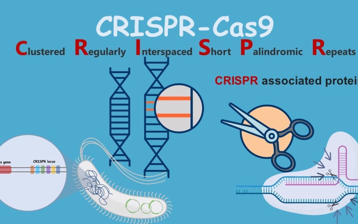 CRISPR