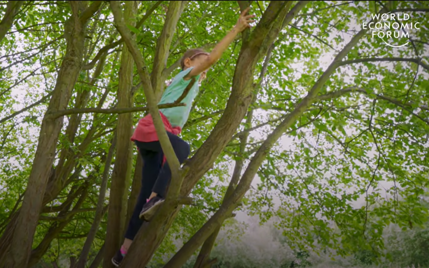 Planting trees by drones